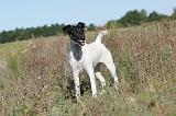 FOX TERRIER POIL LISSE 063